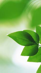 1080x1920 Wet Green Leaves Oppo Find Wallpaper Hd Mobile Plant Leaves Plant Wallpaper Samsung Galaxy Wallpaper