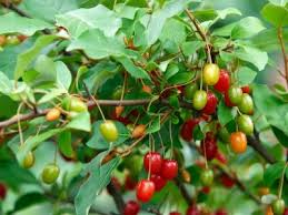 Eleagnus Goumi Native To China Understory Plants Fuchsia Flowers Fruit Trees