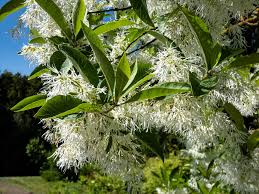 Image result for Chionanthus niloticus