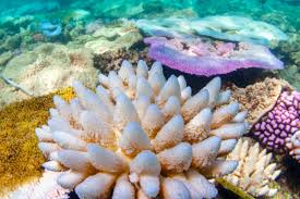 to keep the great barrier reef alive the oceans must be