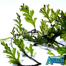 Image result for Crepidomanes