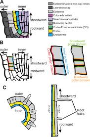 Other cells might be differentiated into. Asymmetry And Cell Polarity In Root Development Sciencedirect