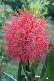 Very fast growing, small spiky seed pods. Blood Lily A Ball Of Fire In A Flower Pot Csmonitor Com