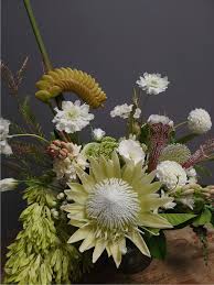 Image result for Protea argyrea