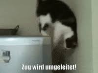 Check spelling or type a new query. Weltkatzentag Gifs Get The Best Gif On Giphy