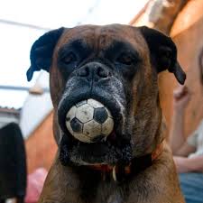 The Bullmastiff Diet What Foods To Feed And What To Avoid