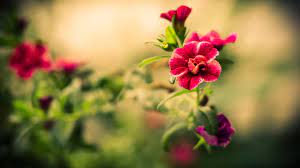 Beautiful flowers flower background flowers flower hd wallpaper nature. Best Flowers Wallpapers Hd Group 78