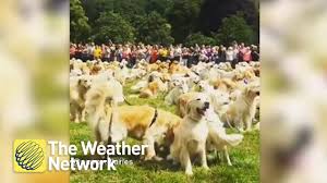 Pagesbusinesseslocal servicepet servicegolden retriever puppies near me. Hundreds Of Golden Retrievers Fill A Scottish Field In Mass Gathering Of The Pups Youtube