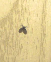 Was Ist Das Fur Ein Insekt Identify Other Insects Actias