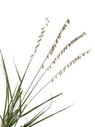 Image result for Eragrostis caespitosa