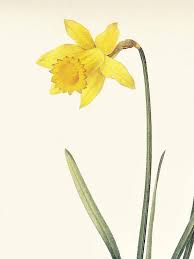 Yellow Narcissus British Wild Daffodil Vintage Botanical Print Pierre Joseph Redoute Garden Gift For Gardener Cottage Decor 8 5 X 12 Inches Vintage Botanical Prints Botanical Prints Botanical Artwork