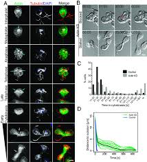Check spelling or type a new query. Actin Is Required For Abscission A Immunofluorescence Localization Download Scientific Diagram