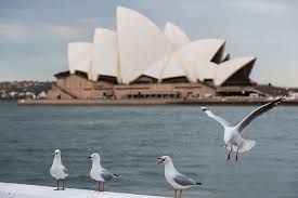 Seagulls In Front Of The Sydney Opera House Sydney Opera House Opera House Opera