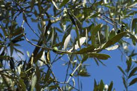 Fast shipping and orders $35+ ship free. Olive Olea Europaea Plants Kew