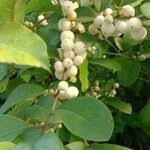 Image result for Flueggea virosa