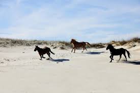 Nevada is home to more than half of the wild horse populations in north america. The Best Places To See Wild Horses In North America Travel Smithsonian Magazine