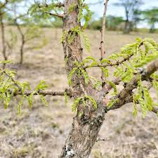 Image result for Ormocarpum