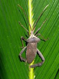 Image result for Lepidagathis eriocephala