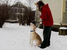 The rchs operates an adoption center, but it is only available by appointment at this time. Fostering Gives Adoptable Pets A Home The Vermont Cynic
