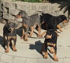 Hi there's 4 boys and 5 girls stunning lively pups at 5 weeks old temperament of mum and dad is a1 mum with blue collar and dad on slabbed yard health is clear both mother and father. Pennysaver Blue And Black Doberman Puppies In Shasta California Usa