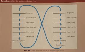 Blood Flow Figure 8 Chart Diagram Quizlet