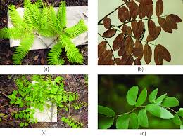 Image result for Brachystegia boehmii