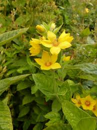 Image result for Lysimachia tenuicaulis