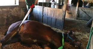 Maybe you would like to learn more about one of these? Farmers Prepare To Put Down Horse Who Can T Get Up Until Her Mate Inspires Her To Rise