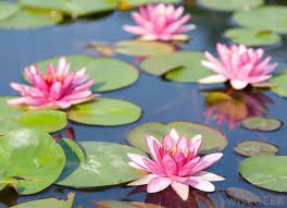 Pin On Water Lilies