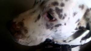 They live for 12 to 14 years. Pitbull Mixed With Dalmatian Youtube