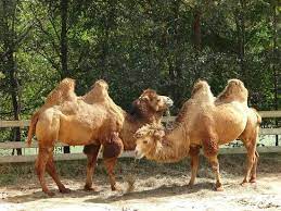 This is the bactriam camel, most noticable is the two humps. Camels Picture Of Metro Richmond Zoo Moseley Tripadvisor