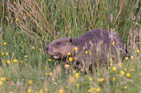 When dangerous wild animals are mentioned most people don't think of the uk. The State Of Nature 41 Percent Of Uk Species Have Declined Since 1970s Natural History Museum