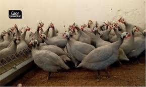 The birds were domesticated about two thousand years b.c. Indian Scientists Are Helping Double Poultry Farmers Income By Making Guinea Fowls Lay More Eggs Gaonconnection Your Connection With Rural India