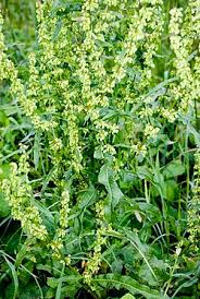 Image result for Afroligusticum runssoricum