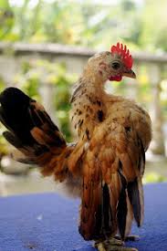 Check spelling or type a new query. Laman Serama Parit Buntar Ayam Serama