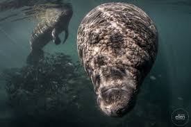 Manatee mother and baby wall art