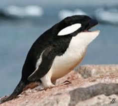Well the killer penguin acts as one, except it can be placed in an exhibit and act as an animal in your zoo.6. Killer Penguin By Dwarf4r On Deviantart