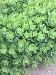Succulent plant with small white flowers. A Succulent Type Plant In Indiana Small White Flowers In The Fall Whatsthisplant