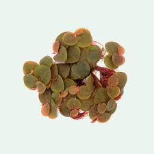 Image result for Phyllanthus retinervis