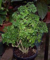 Image result for Polyscias