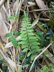 Image result for Athyrium lewalleanum