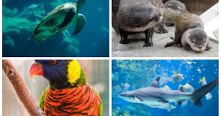 Austin Aquarium Coming To North Austin This Year Pogo Pass North Austin Pogo