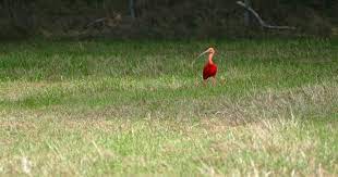 Maybe you would like to learn more about one of these? Eigenaar Gevonden Maar Rode Ibis Uit Oldenzaal Is Gevlogen Home Tubantia Nl