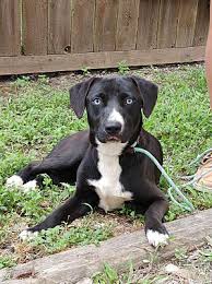 **all puppies are clear by parentage of all current hereditary diseases listed in the labrador breed profile testing by orivet. Appleton Wi Labrador Retriever Meet Perry A Pet For Adoption