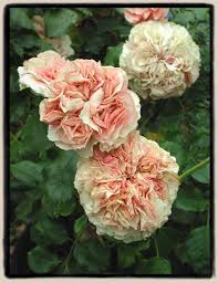 Un Named Floribunda Shrub By Ralph Moore Wedding Cake Roses Rose Beautiful Roses