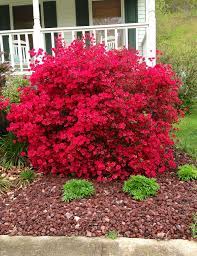 Hot Pink Azalea Bush Blooming 4 5 2013 Lawn And Garden Azalea Bush Pink Azaleas