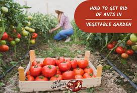 Grind them and spread near entry points, in flower beds and potted plants to deter ants. How To Get Rid Of Ants In Vegetable Garden A Complete Guide Pest Samurai