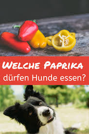 Durfen Hunde Paprika Essen Grune Rote Gelbe Paprika Hunde Ernahrung Hund Essen Bestes Hundefutter