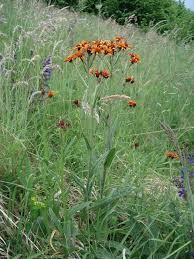 Image result for Gutenbergia polycephala