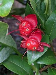 Image result for Ochna atropurpurea